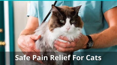 Safe Pain Relief For Cats: What Can You Give A Cat For Pain At Home?