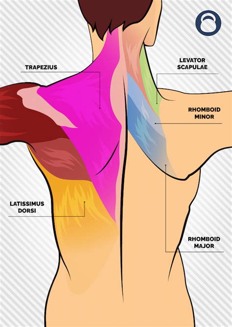 Upper Back Muscles Exercises