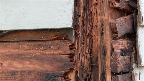 Signs Of Termite Damage In The Home – Forbes Home