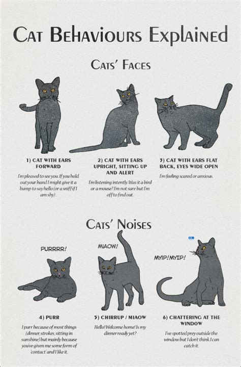 It's a Little Different Up Close | ceoolsson: americaninfographic: Cat ...