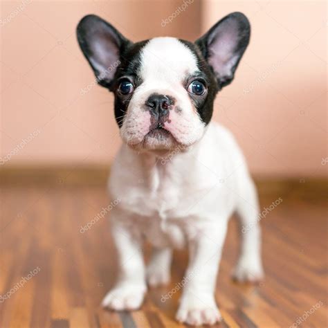 White French Bulldog Puppies