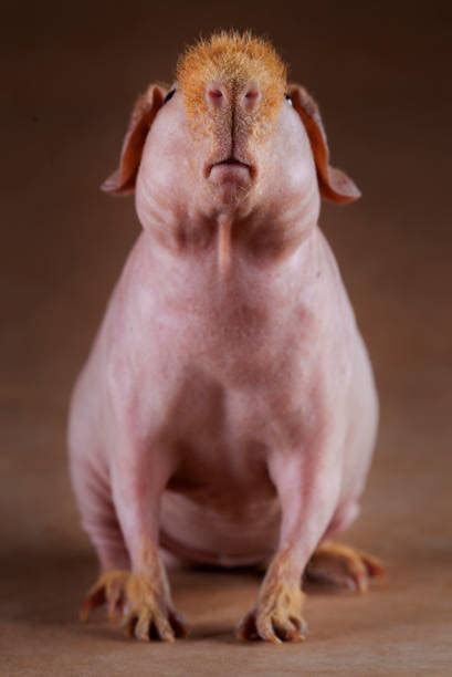 260+ Hairless Guinea Pig Stock Photos, Pictures & Royalty-Free Images ...