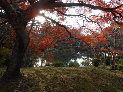 Autumn Leaves in Kyoto, Japan [OC] [4608x3456] : r/EarthPorn