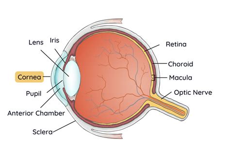 Cornea Diagram