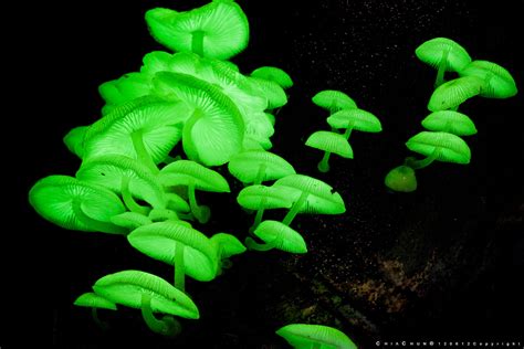 MicroBichos: Mycena chlorophos: experiencia psicodélica