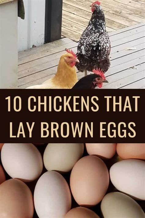 10 Best Brown Egg Laying Chicken Breeds