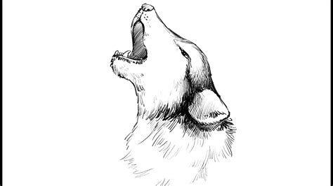 How to draw a Howling Wolf - YouTube