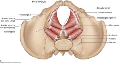 Muscles of the Pelvis