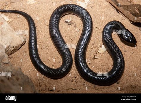 Walterinnesia aegyptia known commonly as desert black snakes or black ...