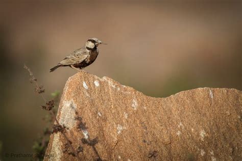 Rann Of Kutch - Nature Explorers India