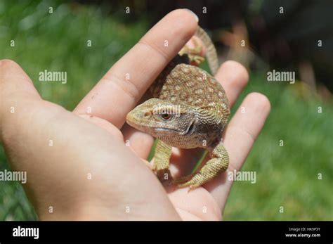 Savannah Monitor Lizard Stock Photo - Alamy