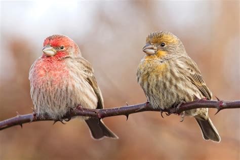 Win a free spot in the Cornell Lab's feeder bird identification course ...