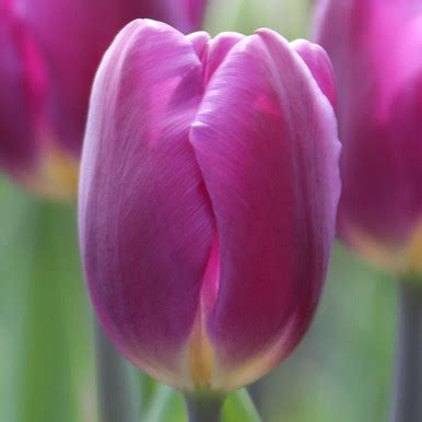 Tulip Triumph Purple Flag - 20 bulbs - Longfield Gardens