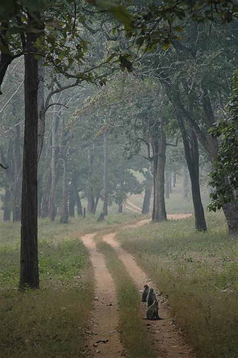 Talakaveri Wildlife Sanctuary in Bhagamandala, Karnataka ...