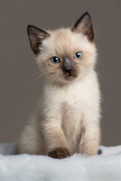 Amazing Baby Siamese Cats | Siamese cats, Cats, Cats and kittens