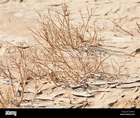 Dried plants in an arid dry desert environment Stock Photo - Alamy