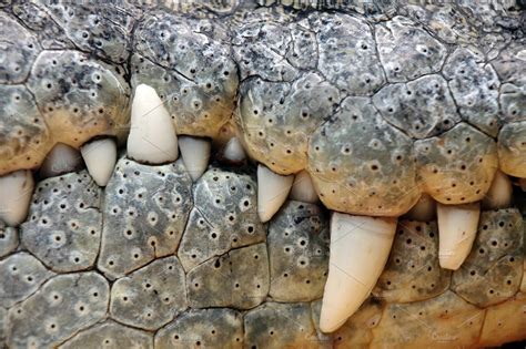 Crocodile teeth | Stock Photos ~ Creative Market