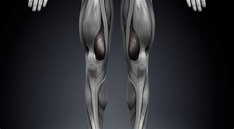 Vastus Medialis - Anatomy, Purpose, Treatment + Injury Prevention ...