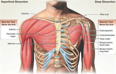 Muscle Anatomy - Skeletal Muscles - Groin Muscles - Calf Muscles