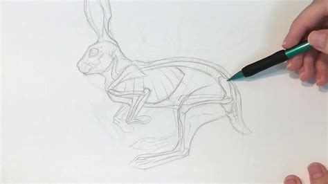 Drawing Animals: From Anatomy to Rendering : General Animal Anatomy ...