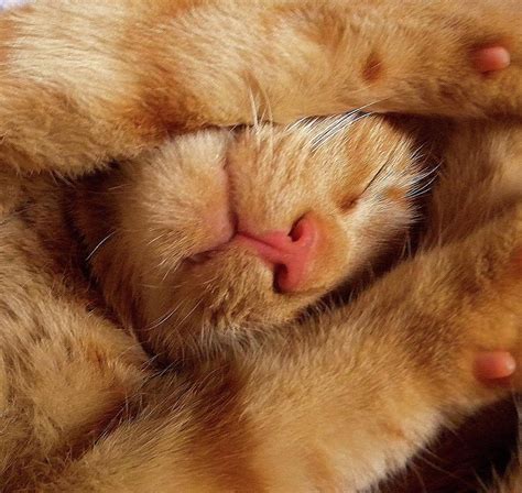 Sleeping Ginger Cat Photograph by By Richard Pearson - Pixels