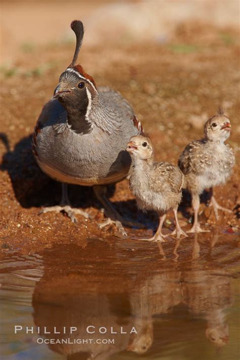 Gambel's quail, chicks and female, Callipepla gambelii photo, Amado ...