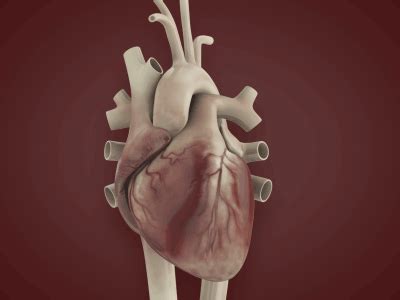 Human Heart 3d Animation Free Download ~ Human Heart Animation 3d Model ...