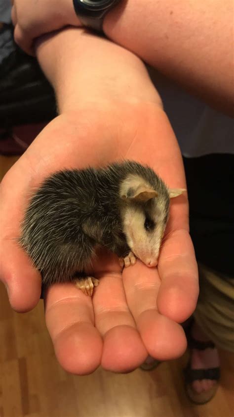 Found a baby opossum today, he feel asleep on my hand : aww