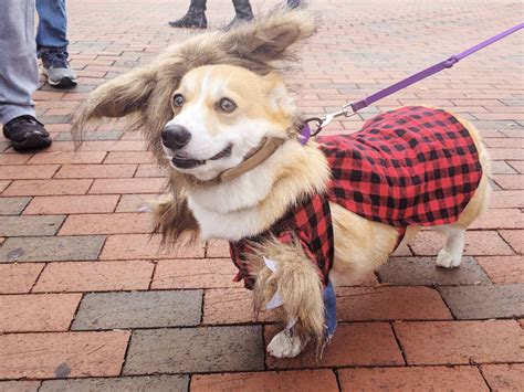 Corgi Costumes For Halloween! - Uncustomary