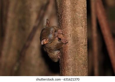 Best Eastern Tarsier Royalty-Free Images, Stock Photos & Pictures ...