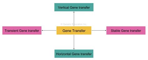 Gene Transfer Techniques- Horizontal, Vertical, Physical and Chemical ...