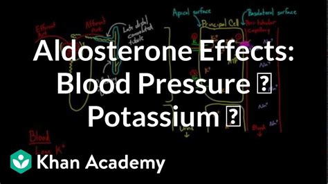 Aldosterone raises blood pressure and lowers potassium | NCLEX-RN ...