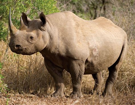 Black rhinoceros | Description, Population, Habitat, & Facts | Britannica