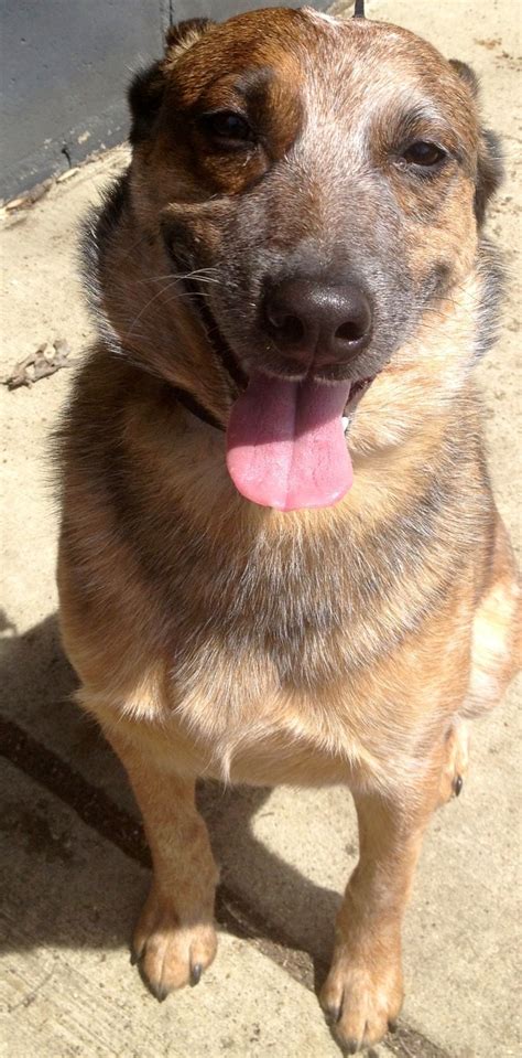 Red Heeler German Shepherd Lab Mix