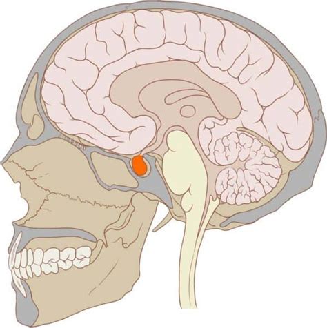 The Pituitary Gland - Structure - Vasculature - TeachMeAnatomy