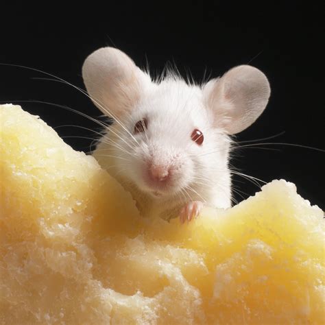 Aged cheese compound extends lifespan of mice