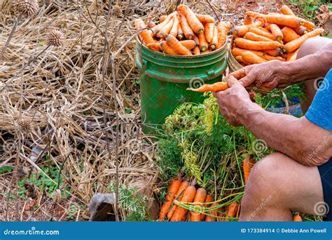 Carrot Farm Land Spring Harvest Preparation for Market Sale. Local ...