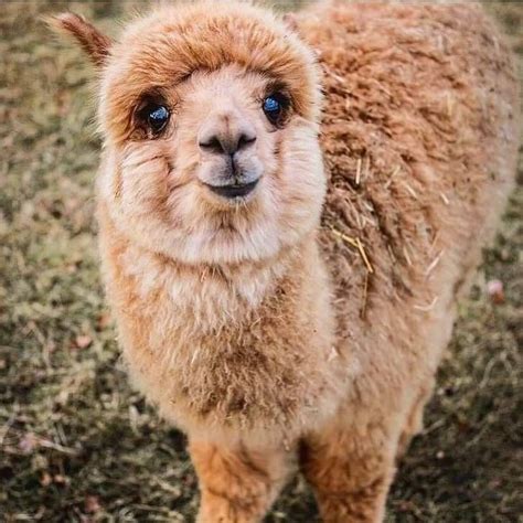 The sweet face of a baby alpaca. Submit your cute pet here | Source ...