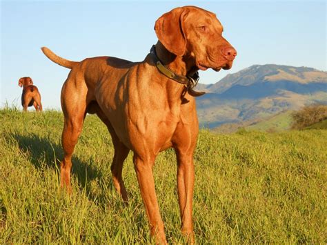 Top 10 Large Dog Breeds That Everybody Wants – Page 2 – Animal Encyclopedia