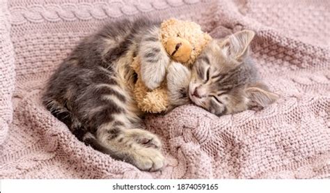 384,690 Baby Kittens Images, Stock Photos & Vectors | Shutterstock