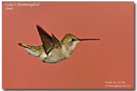 Costa's Hummingbird - Calypte costae female - hasp57959