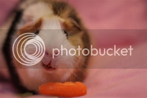 Guinea pig eating a carrot. -- Critique Corner in photography-on-the ...