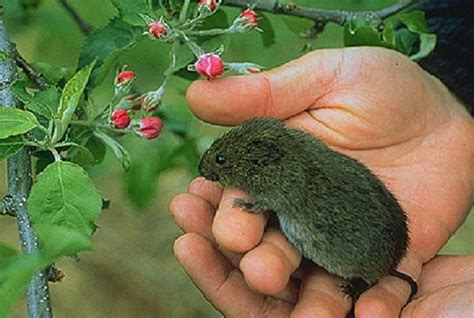 Voles | University of Maryland Extension