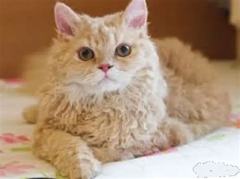 Meet the Poodle Cat: Selkirk Rex - The Catnip Times