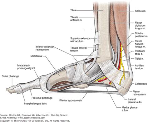 Chapter 38. Foot | Basicmedical Key