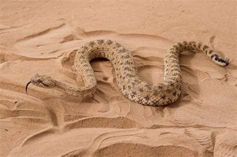 Sidewinder Snake