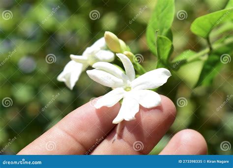 A Beautiful Mogara, Arabian Jasmine Flower Stock Image - Image of fresh ...