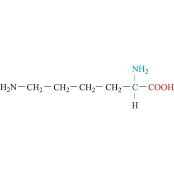 Lysine @ Chemistry Dictionary & Glossary