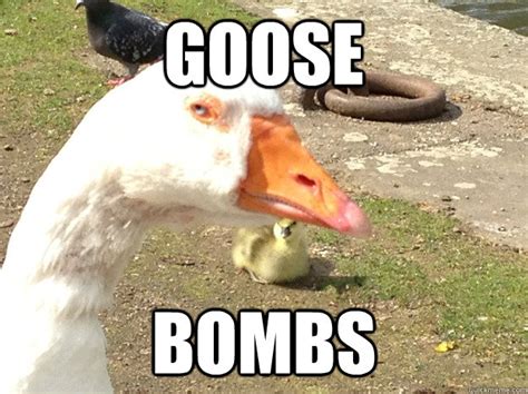 distrustful goose memes | quickmeme