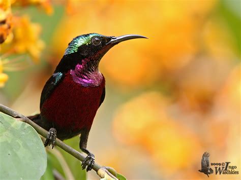 Adult male Purple-throated Sunbird (ssp. brasiliana) photo - Ingo ...